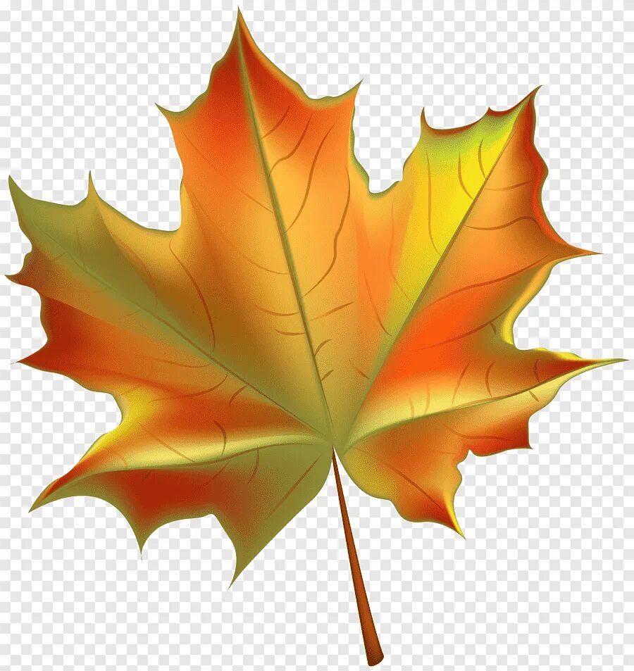 Листья картинки для детей. Осенний Калиновый лист. Осенний кленовый лист. Осенний кленовый листок. Осенние кленовые листочки.