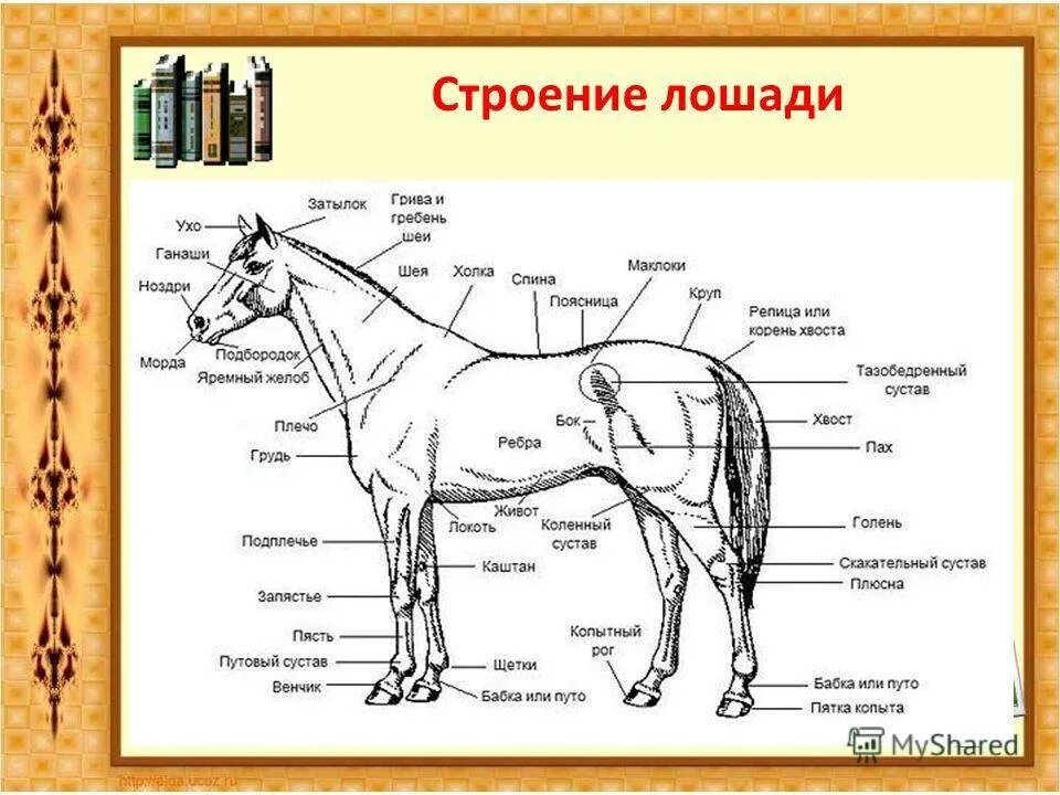 Какая длина лошади. Строение лошади анатомия. Схематическое строение конечности лошади. Анатомическое строение лошади. Суставы лошади анатомия.