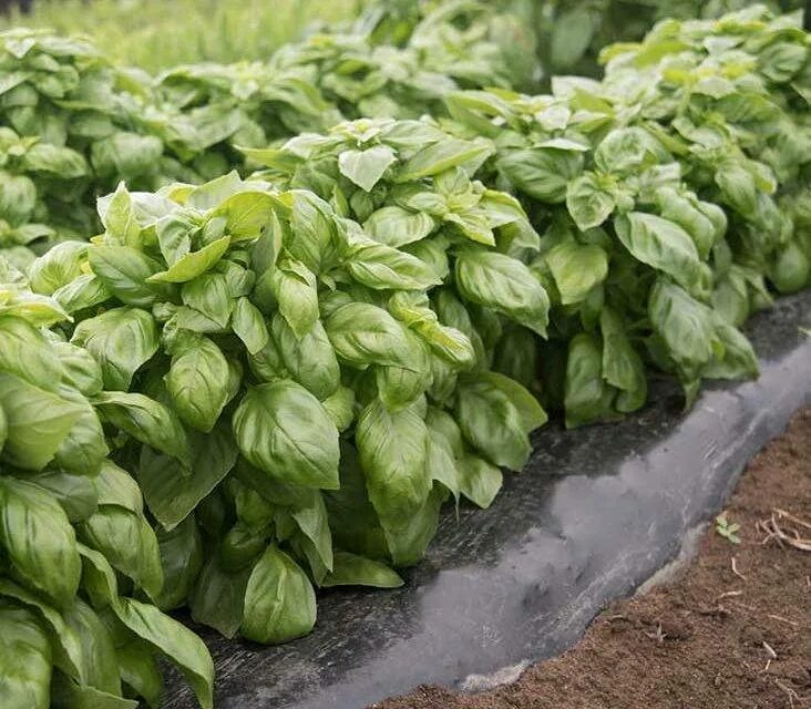 Базилик зеленый гвоздичный. Базилик (реган). Базилик реган фиолетовый. Базилик неаполитано. Базилик реган фиолетовый.