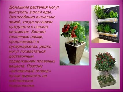 Роль комнатных растений