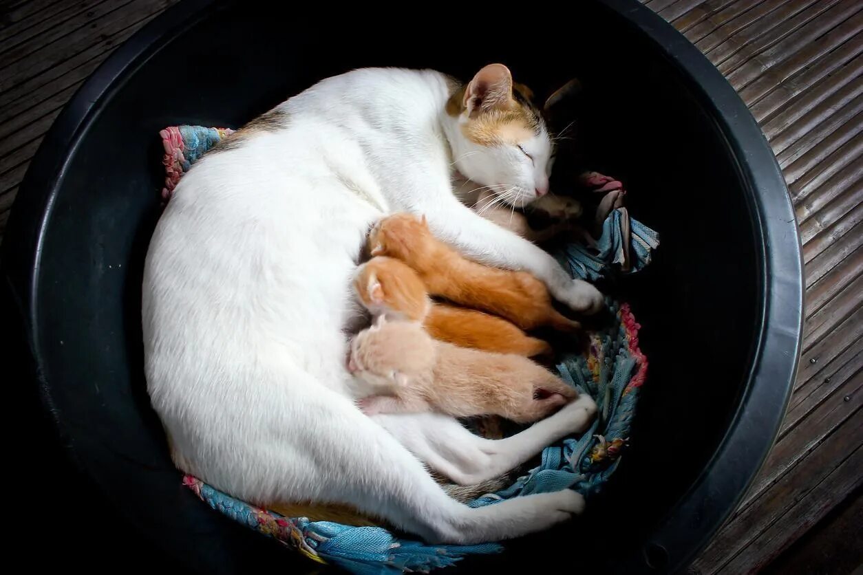 Кошки во сне для женщины к чему. Кошка кормит котят. Кормящая кошка. Приснилась кошка с котятами. Кошка откармливает котят.