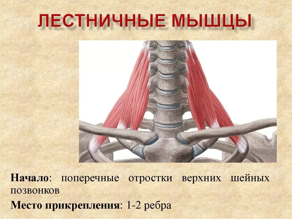 Передняя лестничная мышца шеи анатомия. Лестничные мышцы шеи анатомия. Лестничные мышцы шеи анатомия крепления. Лестничные мышцы шеи функции.