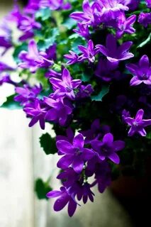Little purple