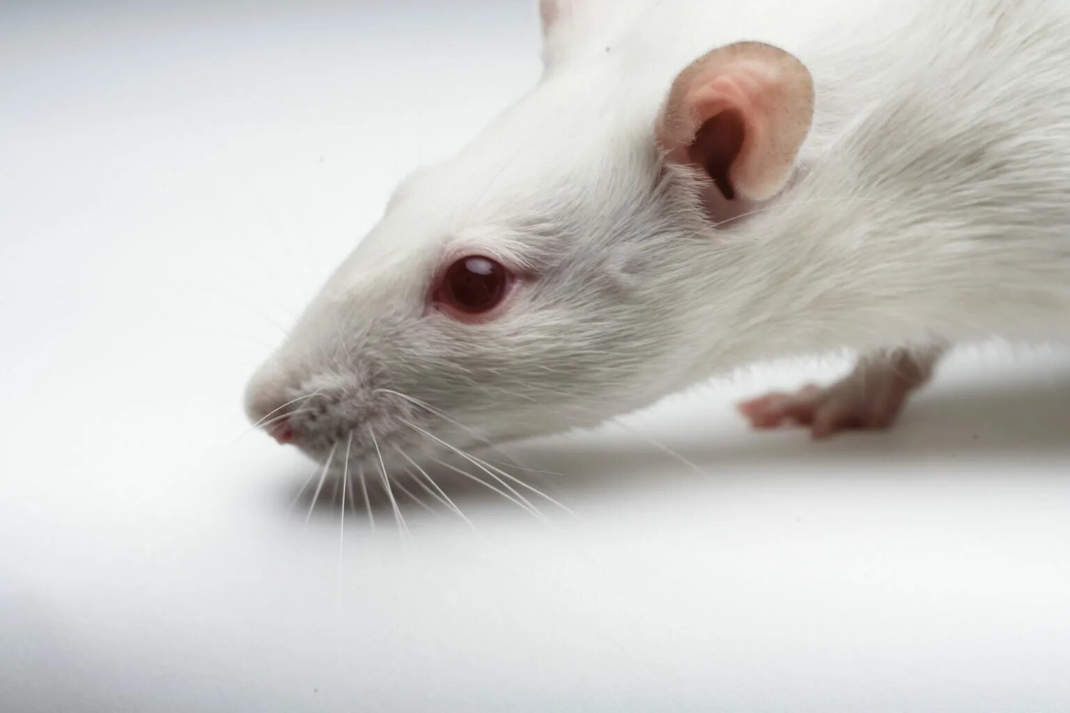 Лабораторные мыши. Сон белые крысы много. Сон белые крысы много. Новорожденные крысята дамбо. Белые мышки домашние.