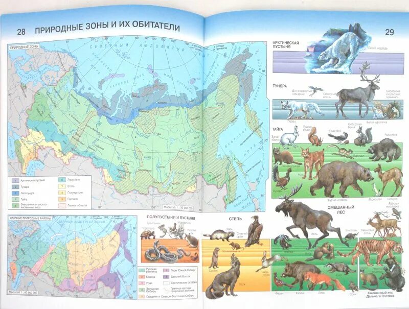 Животный мир атлас 8 класс. Карта природных зон России атлас 8 класс. Карта природных зон России 8 класс география атлас. Животный мир атлас 8 класс география. Карта природных зон 4 класса учебник