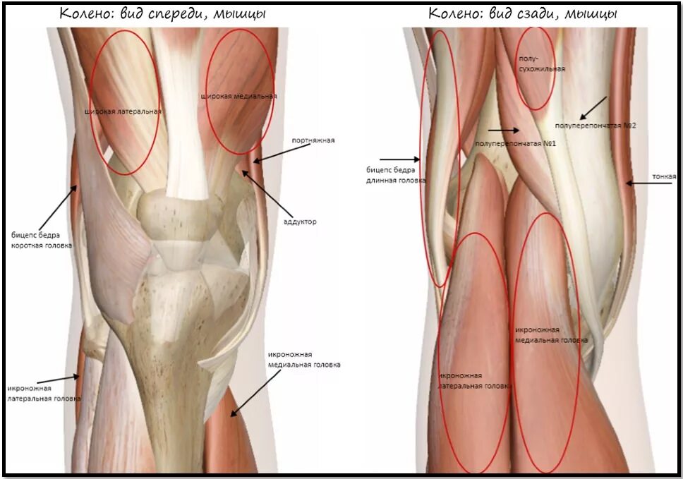 Боль коленной связки. Мышцы коленного сустава анатомия. Задние связки коленного сустава анатомия. Связки и сухожилия коленного сустава. Связочный аппарат коленного сустава.
