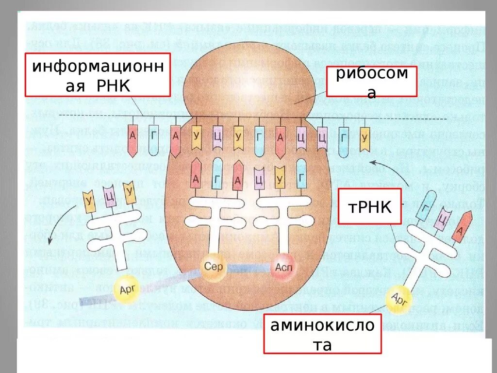 Биосинтез белка на рибосоме. 10 Класс Биосинтез т РНК. Биосинтез белка схема. Биосинтез белка плакат.