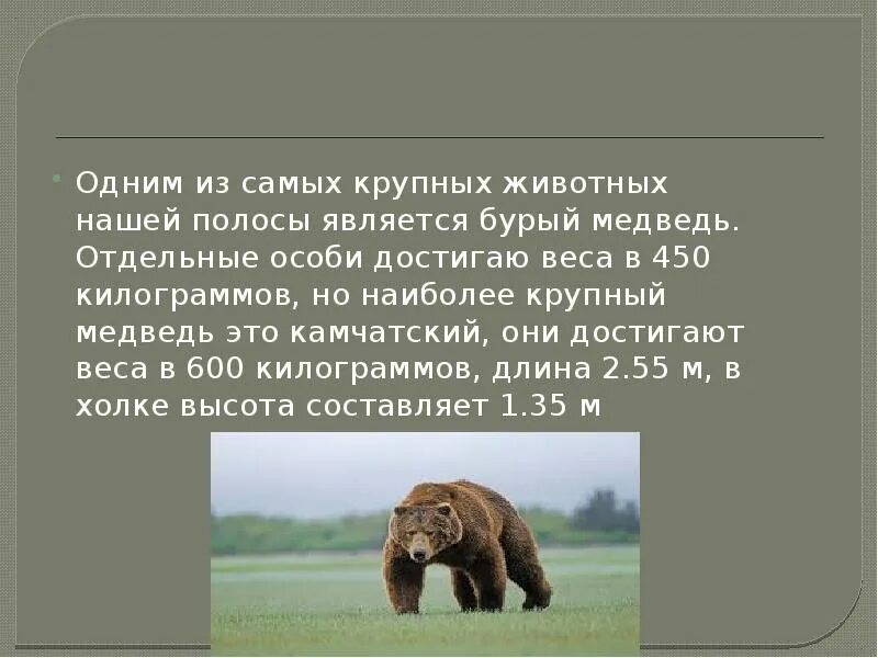 Сочинение описание по картине камчатский бурый медведь. Вес медведя. Самый большой вес бурого медведя. Бурый медведь вес. Бурый медведь вес и рост.