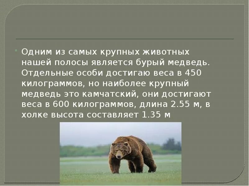 Вес медведя достигает. Вес медведя. сколько весит медведь. бурый медведь вес. бурый медведь вес и рост.