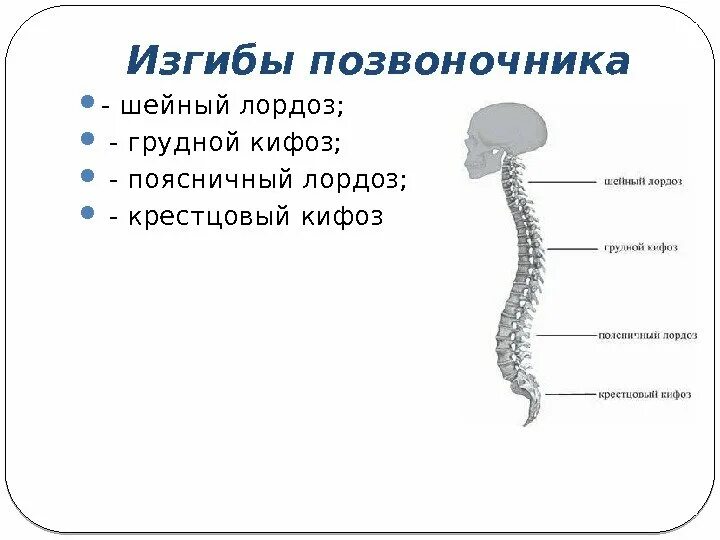 Укажите верно изгибы позвоночника