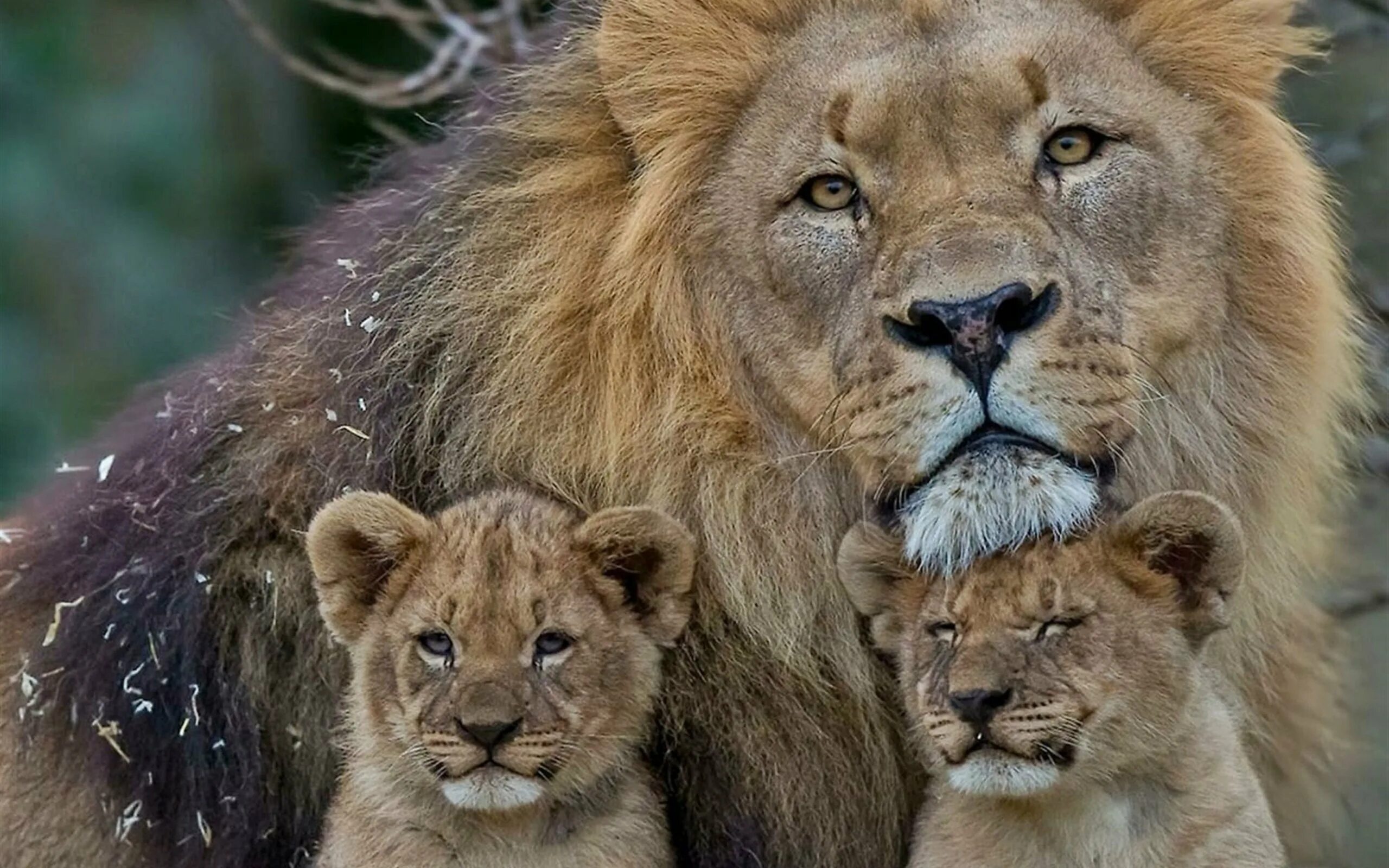 Лев львица и Львенок. Лев львица и 2 львенка. Лев львица и 4 львенка. Семья Лев львица и два львенка.