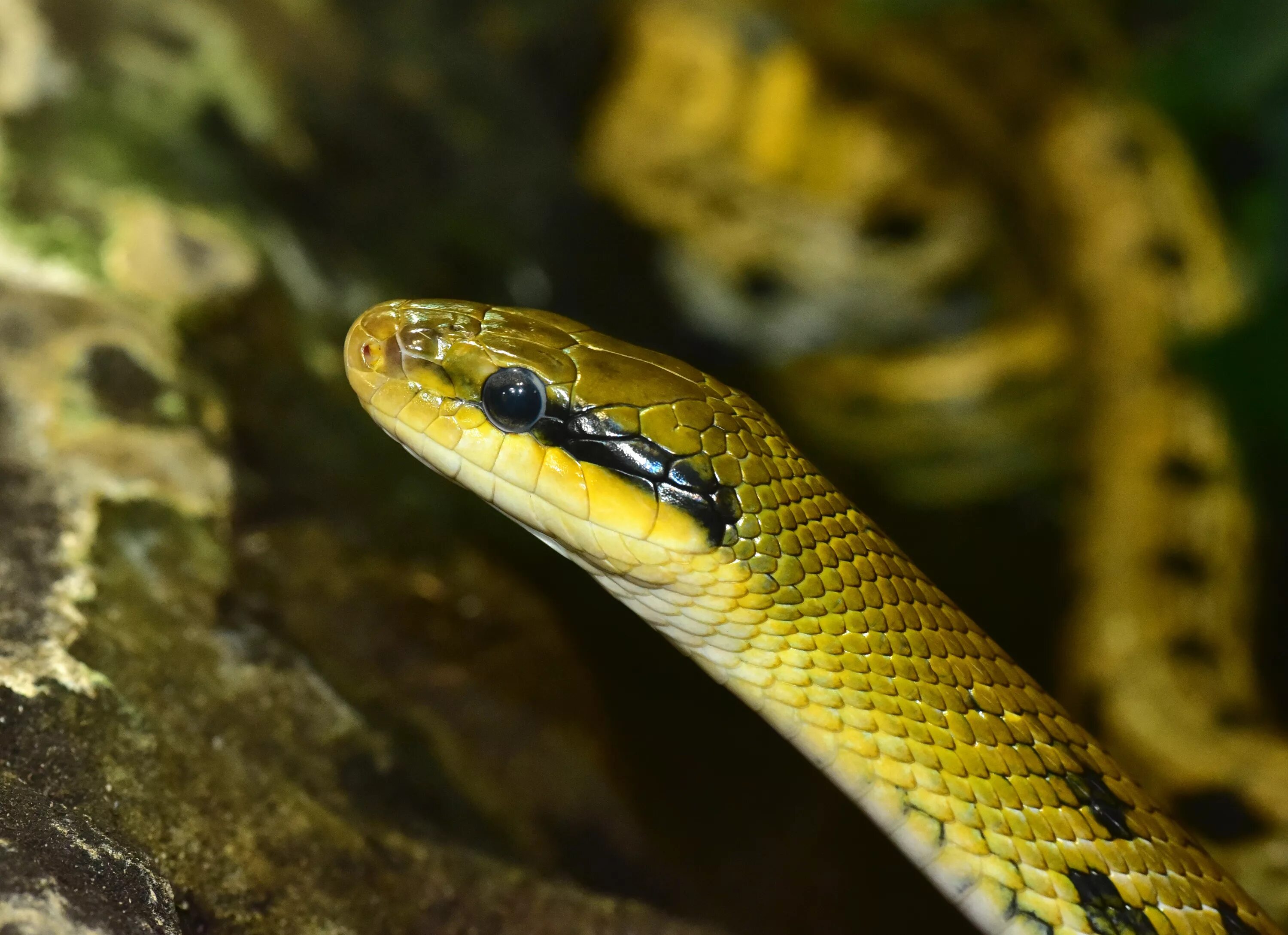 Змея пресмыкающееся. Мексиканская травоядная змея. Рептилия - гадюка. Эскулапов полоз.