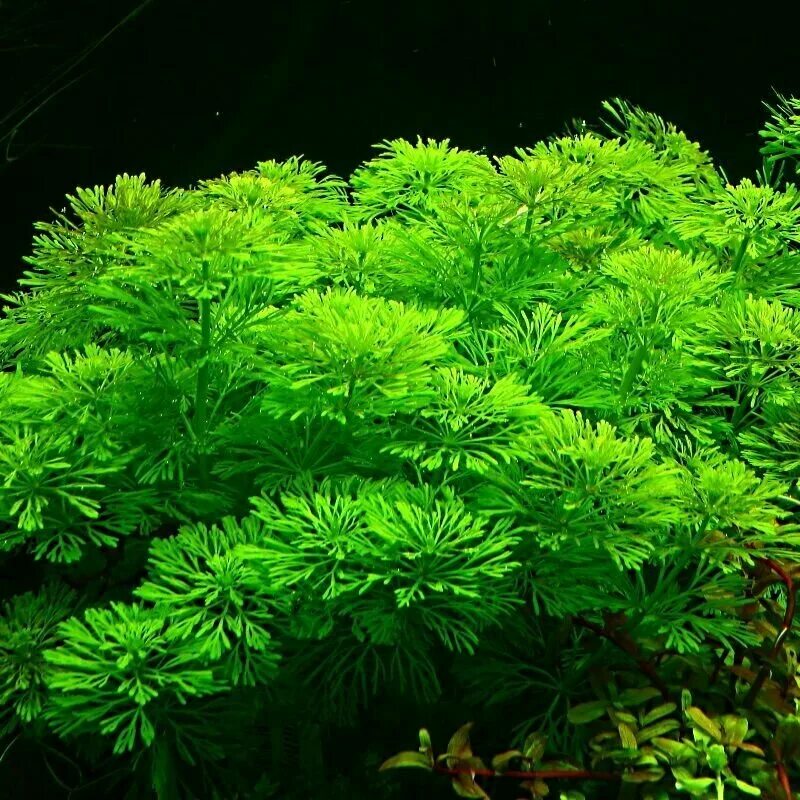 лимнофила каролинская. лимнофила сессилифлора. лимнофила ароматика. лимнофила аквариумное растение. лимнофила сидячецветковая.