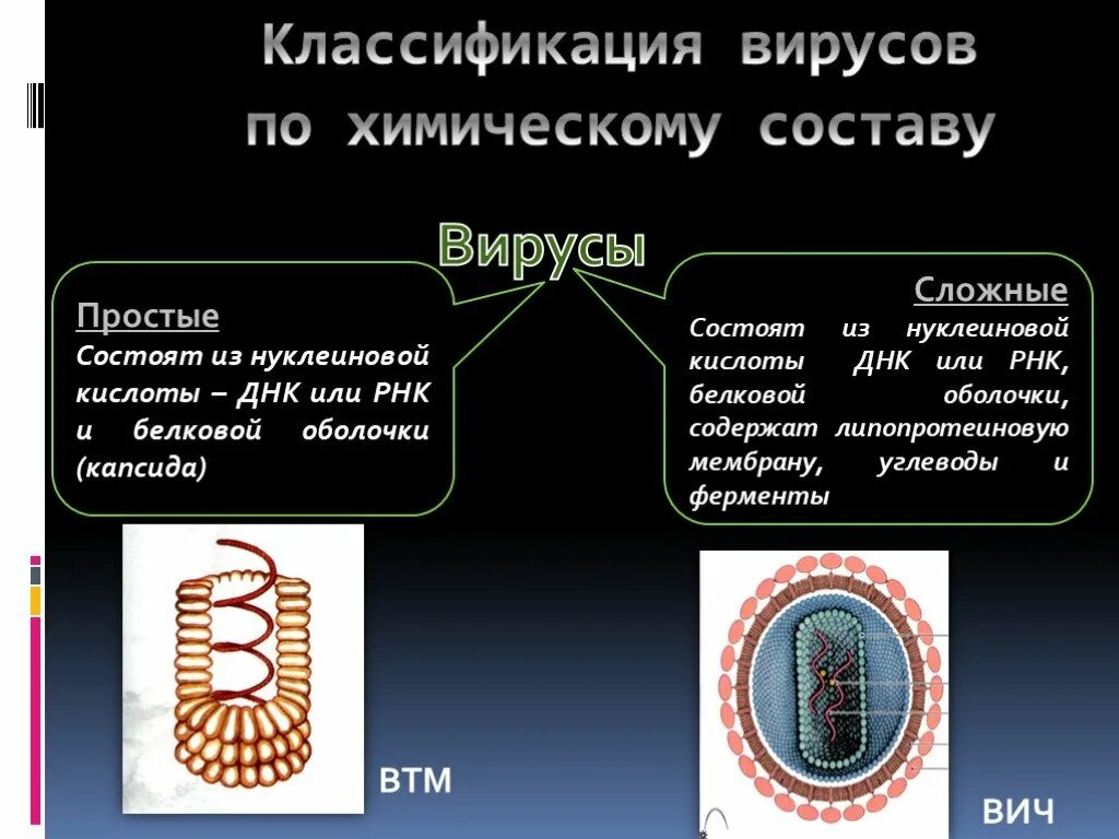 Вирус наследственная информация. Вирусы состоят из. Сложные вирусы состоят из. Простые вирусы состоят. Классификация вирусов простые и сложные.