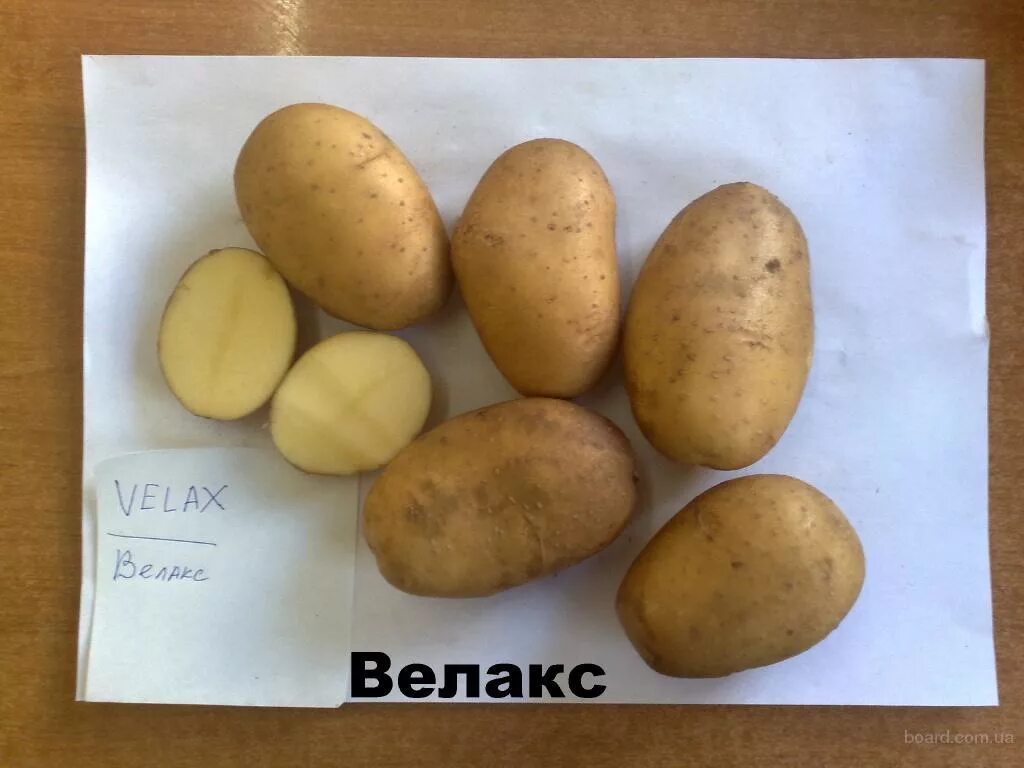 Санте картофель характеристика