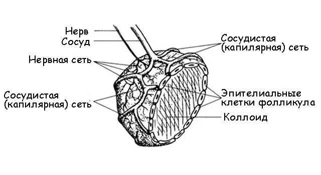 Фолликулы щитовидной железы схема. Коллоид фолликулов щитовидной железы. Строение фолликула щитовидной железы. Фолликул щитовидной железы и тироцит.