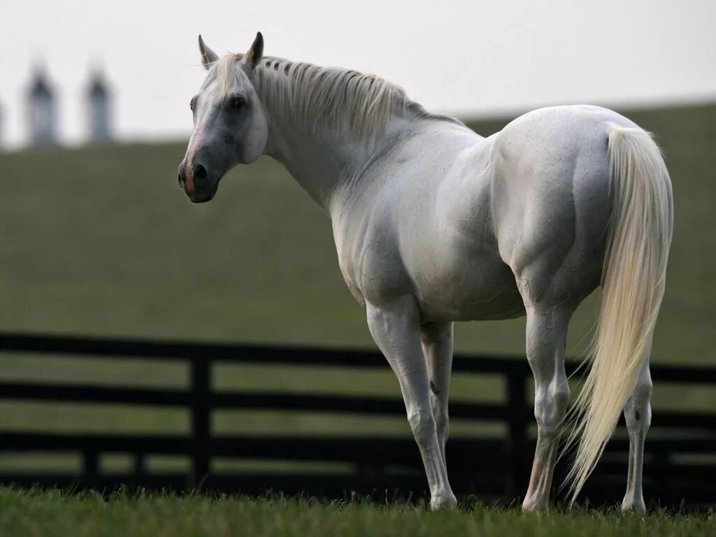 Белая лошадь. Лешадь. Фото коня. Белоснежный конь. Белое поне