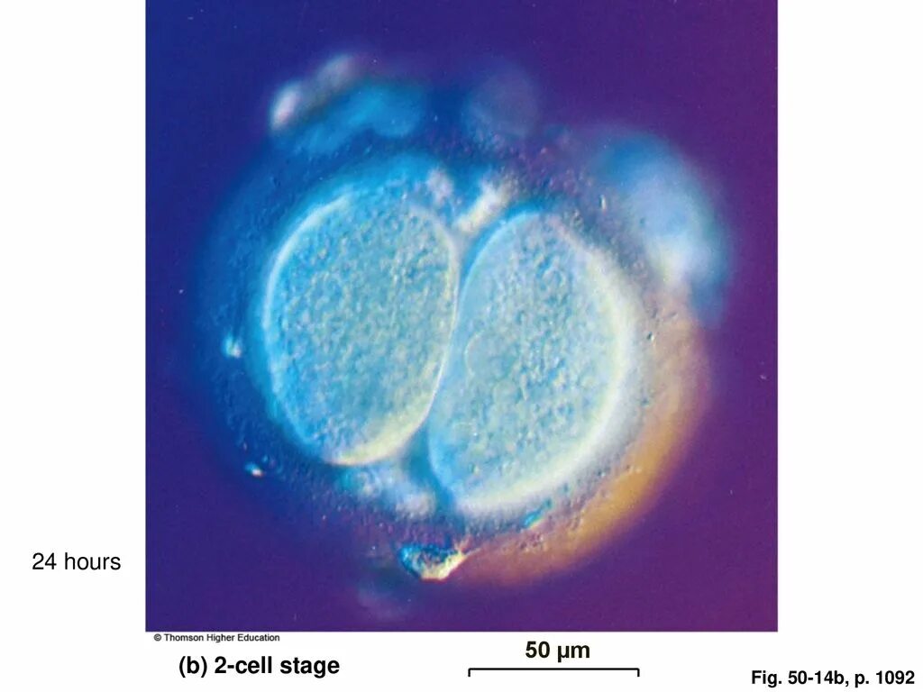 После оплодотворения яйцеклетки и первых делений. Зигота эмбрион. Зигота фото. Геном зиготы.