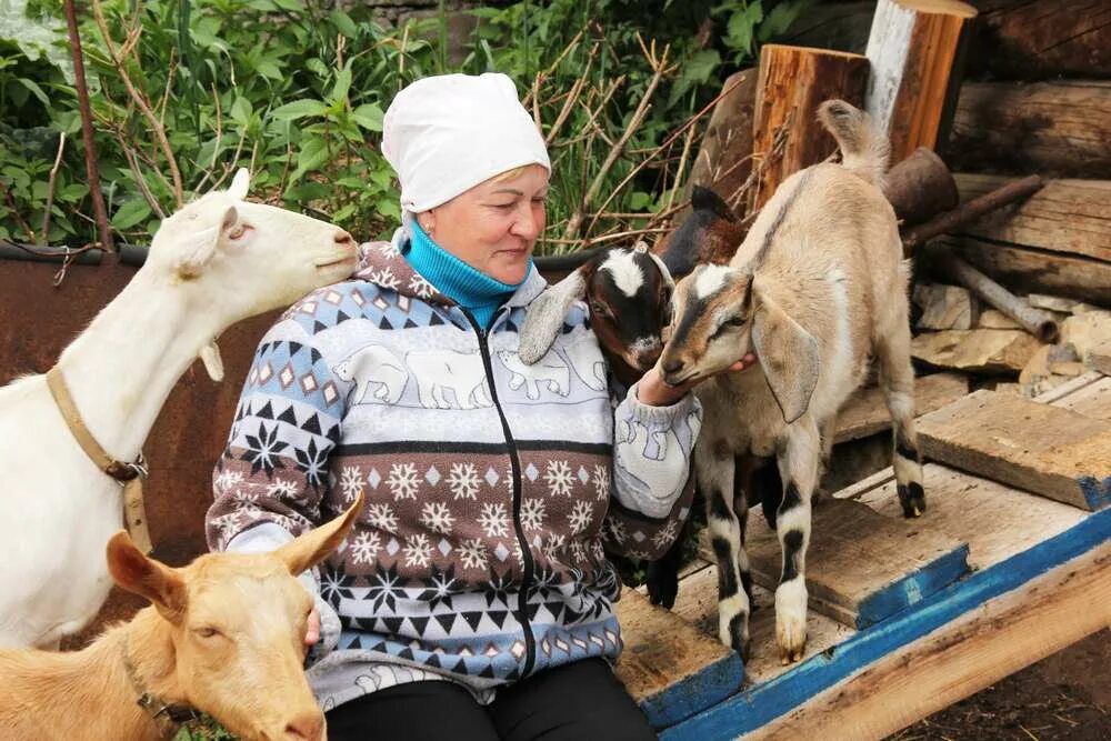 Сдать коза. Семья коз. нубийская коза молоко сметана сыр фото и картинки красивые.