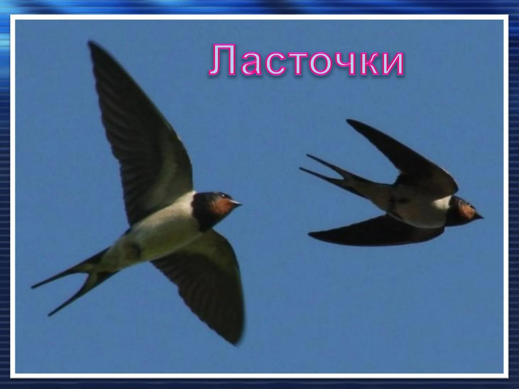 Ласточка относится к птицам. Ласточка. Ласточки прилетели. Ласточка Перелетная. Ласточка весной.