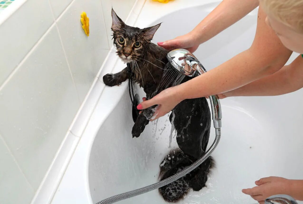 Купание кошки. Мытье кошки. Кошку моют. Кот моется. Можно мыть кошек мылом