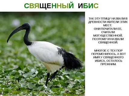 Где живет и краткий