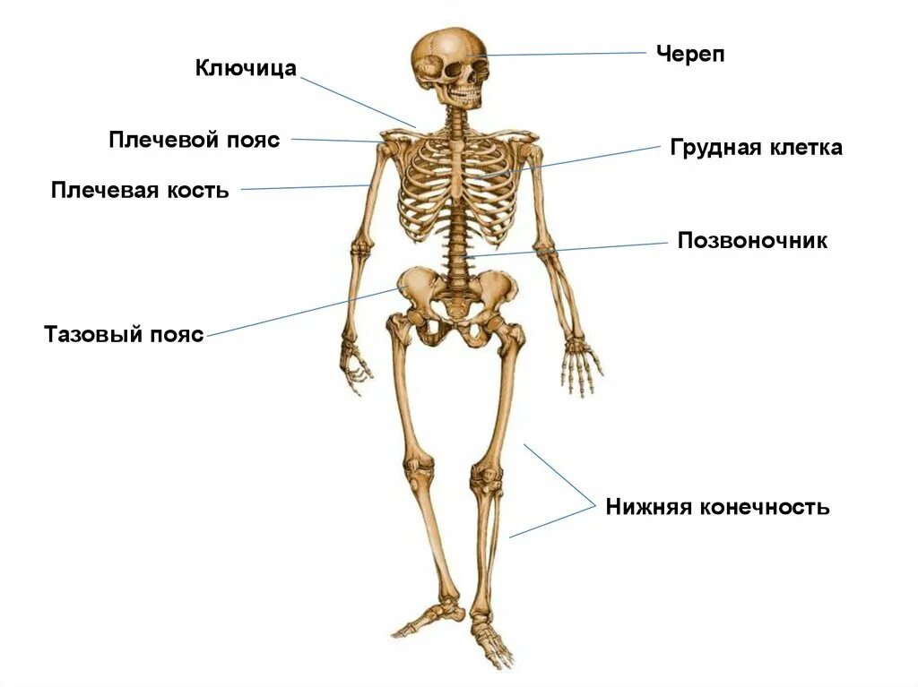 Скелет человека общее строение. Кости человека. скелет анатомия. название костей человека. кости скелета человека название.