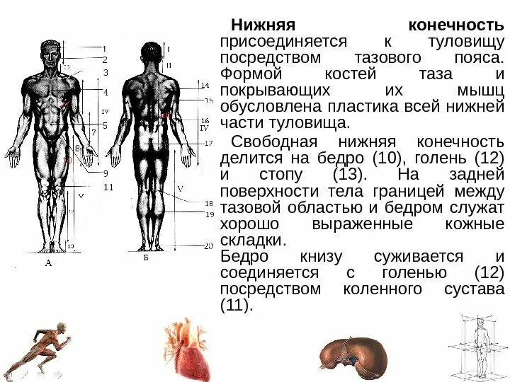 Туловище нижних конечностей