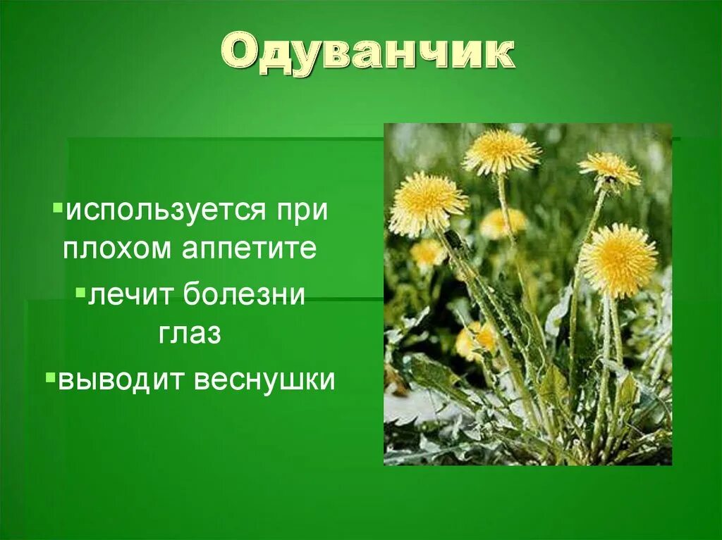 Лечебные растения. Лекарственные травы в домашней аптечке. Лечебные растения в домашней аптечке. Домашняя травы аптека. Растения в домашней аптечке 2