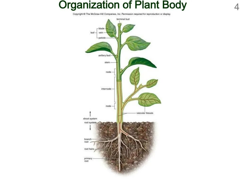 Plant body Organization. Органы дерева. Structure of the vegetative Bud. Органы растений (Scape) на английский.