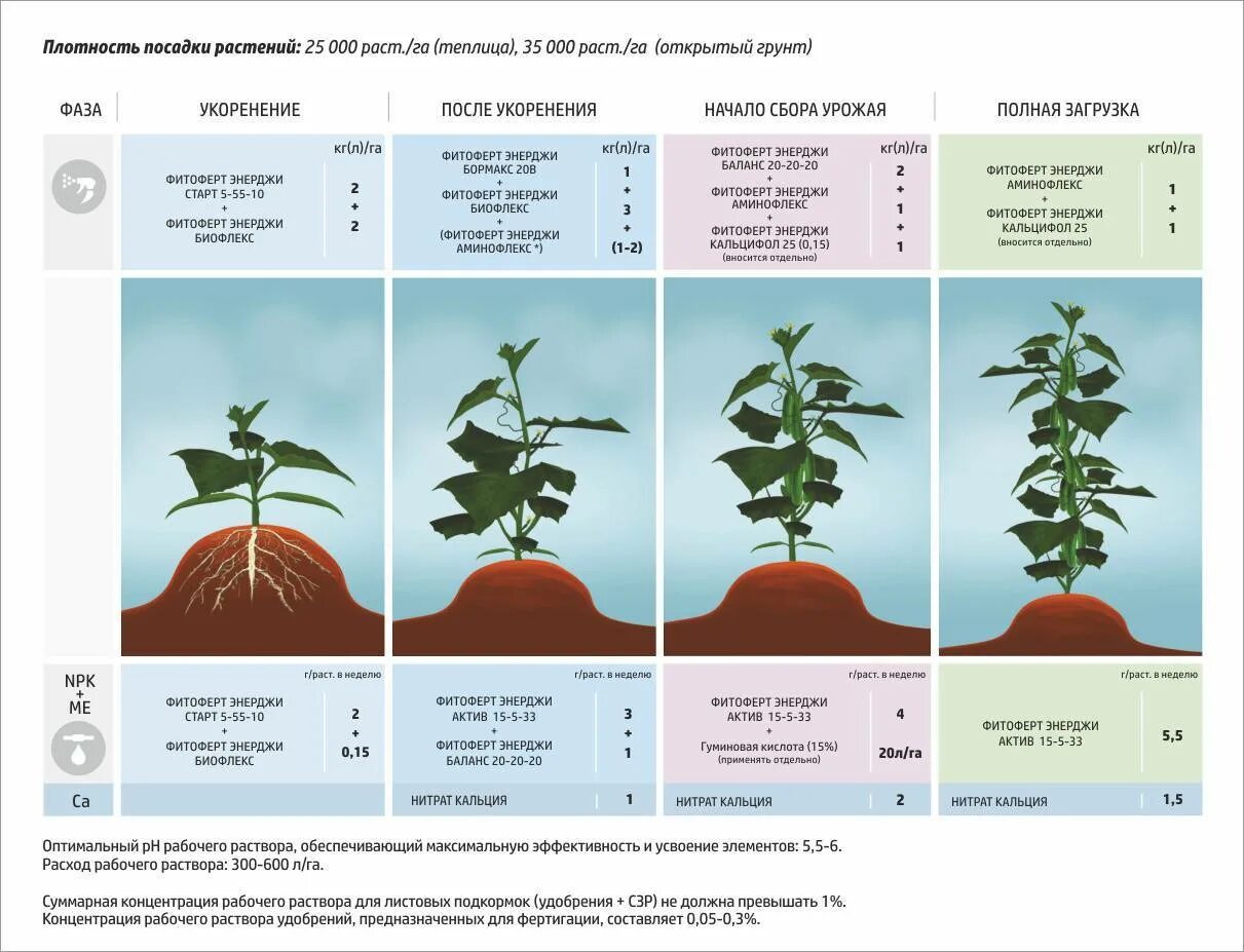 Схема удобрения для помидор в теплице. Схема удобрения огурцов. Схема подкормки рассады огурцов. Схема подкормки рассады томатов.