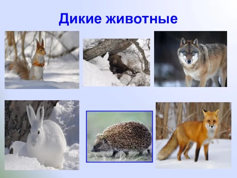 Презентация по окружающему миру "Птицы и животные зимой" 1 класс