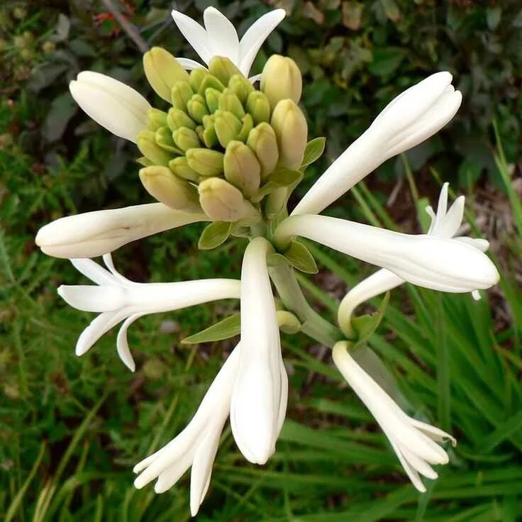 Tuberose. Тубероза (полиантес клубненосный). Тубероза (Polianthes tuberosa). Индийская Тубероза. Полиантес Тубероза Sensation.