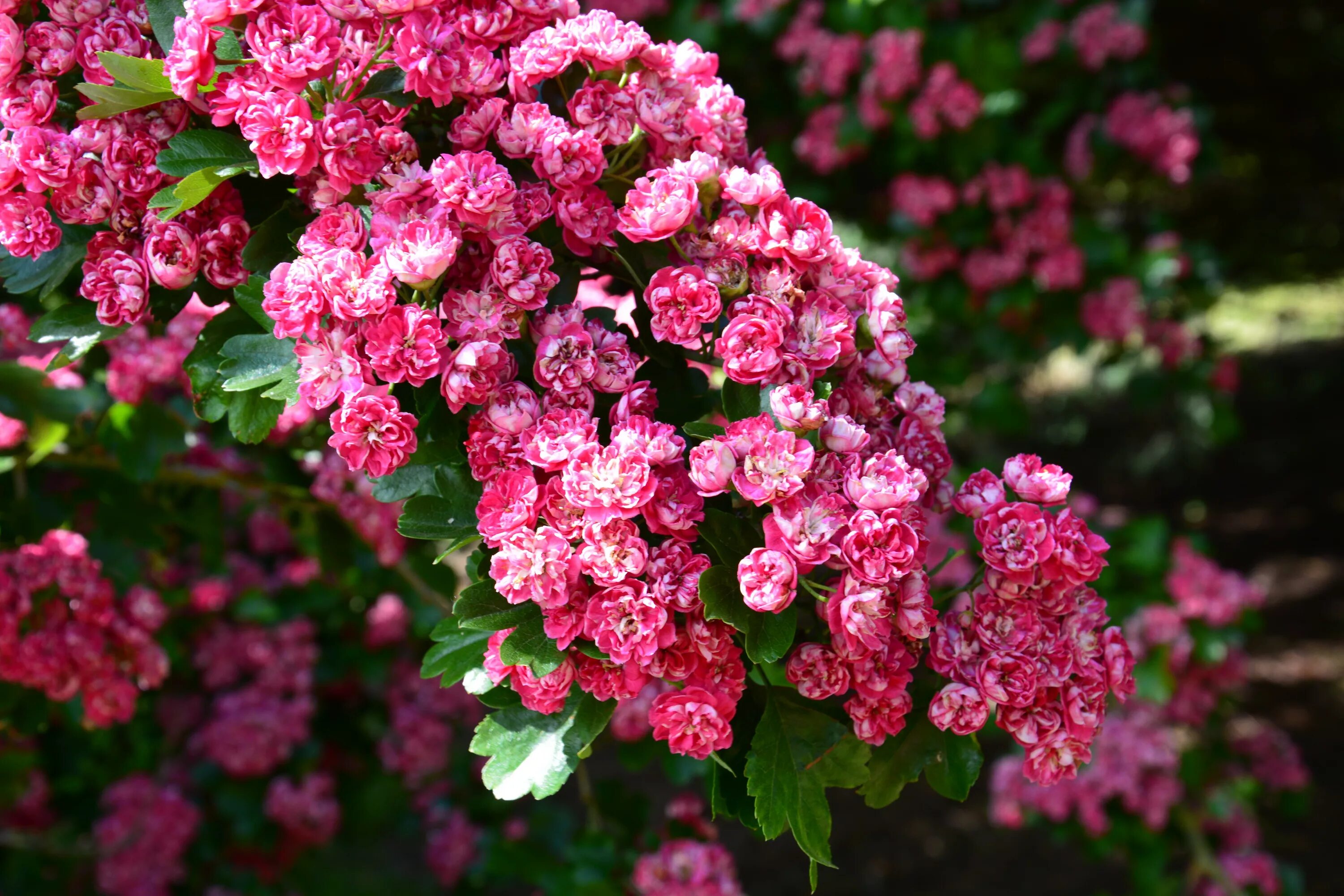 Боярышник однопестичный цветение. Crataegus oxyacantha. Кустарник с мелкими белыми цветочками. Куст с маленькими белыми цветочками. Цветок маленькое дерево.