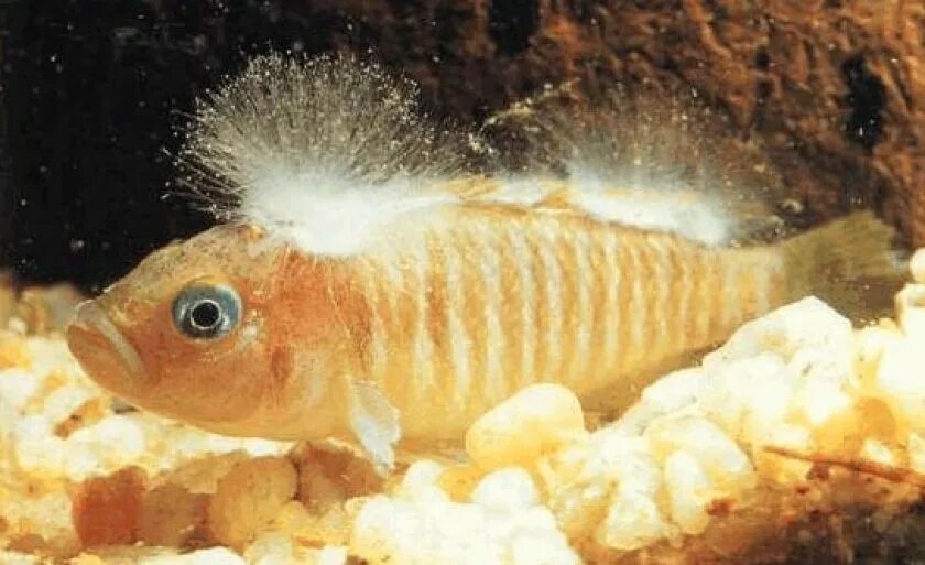 Болезни аквариумных рыбок водянка. Флексибактер колумнарис. Барбус вуалехвост. Лечится рыба. Болезнь рыб гексамитоз.