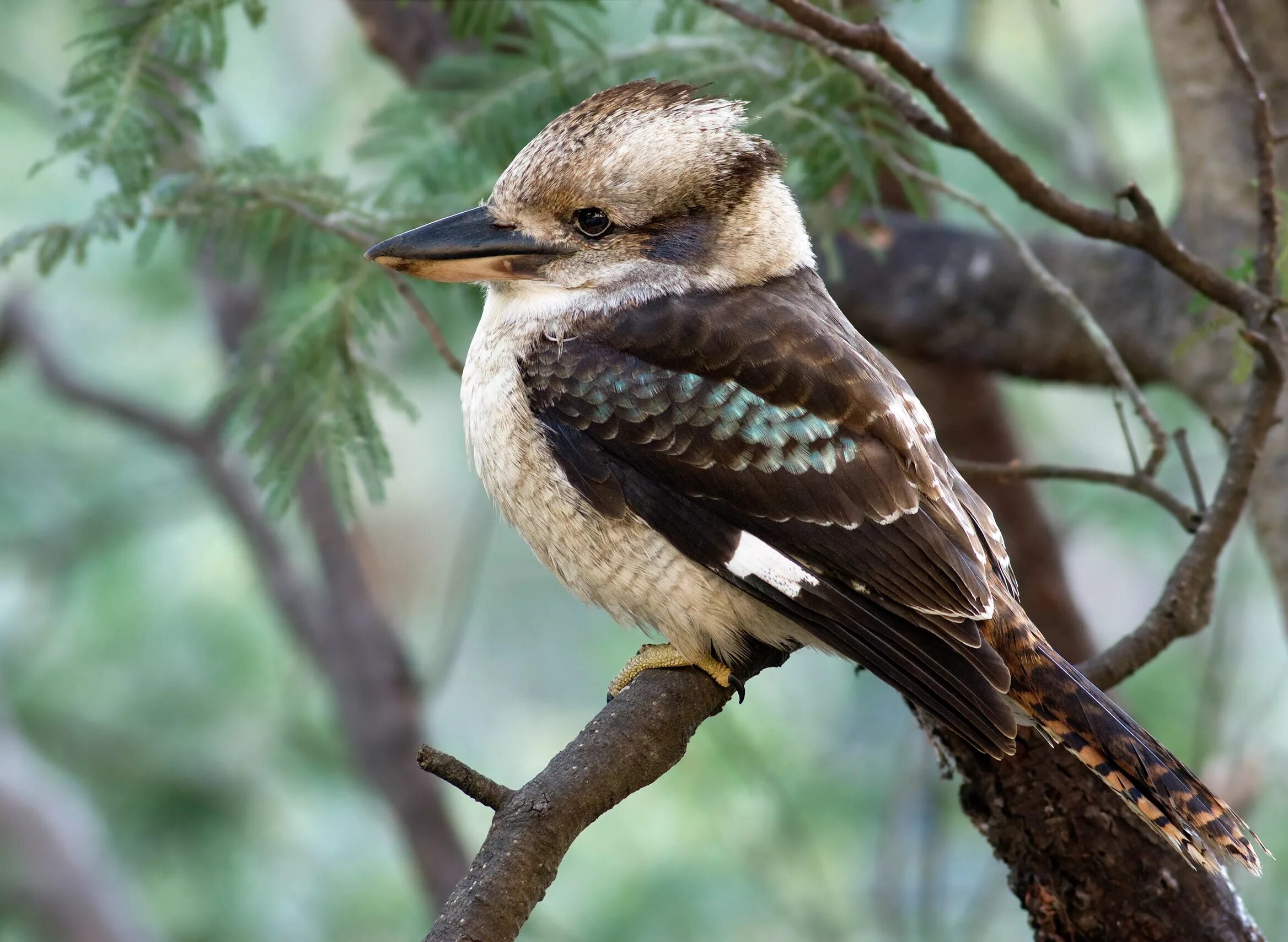Кукабарра птица. Кукабарра в Австралии. Краснобрюхая Кукабарра.