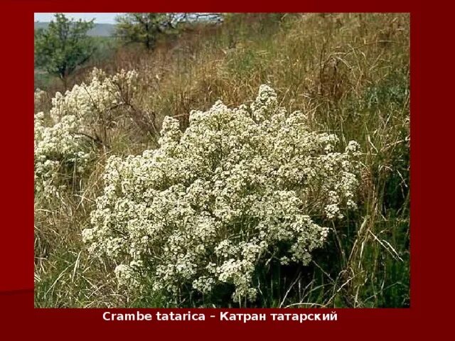 Https tatarica org. Катран татарский (Crambe Tataria). Crambe tatarica. Катран татарский Tataria Sebeok. Растение Катран Степной.