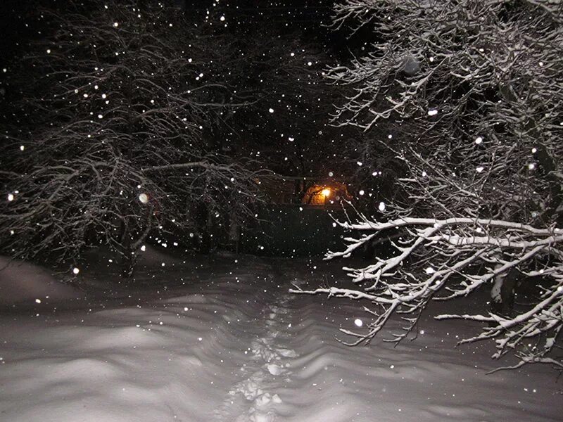 Буря мчится снег летит. Метель ночью. Вьюга ночью. Зимний лес ночью. Снегопад ночью.