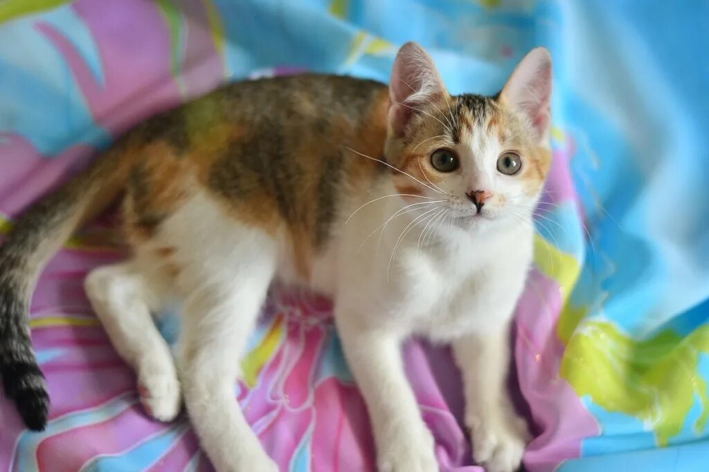 У каких кошек рождаются трехцветные котята. Трехцветный котенок. Пестрая кошка. Трёхцветный котёнок девочка. Девочка с трехцветной кошкой.
