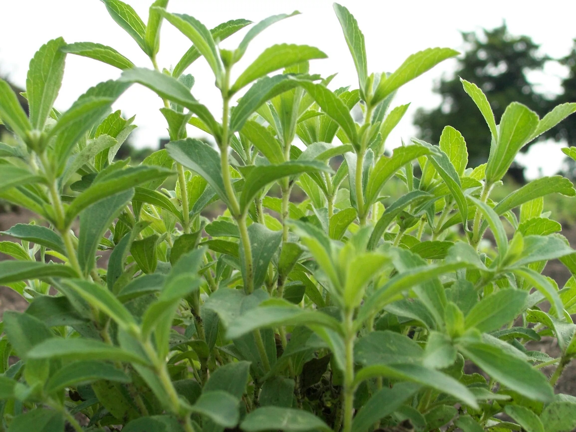 Stevia rebaudiana Bertoni. Стевия медовая трава. Stevia rebaudiana растение. Стевия медовая травка.