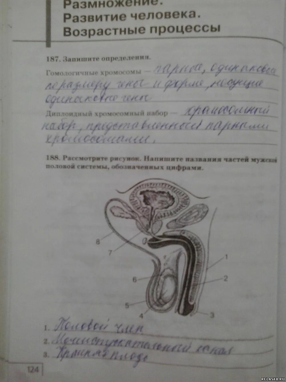 Учебник размножение людей. Размножение людей биология 8. учебник по биологии размножение человека. анатомия 8 класс размножение человека. учебник биологии размножение людей.