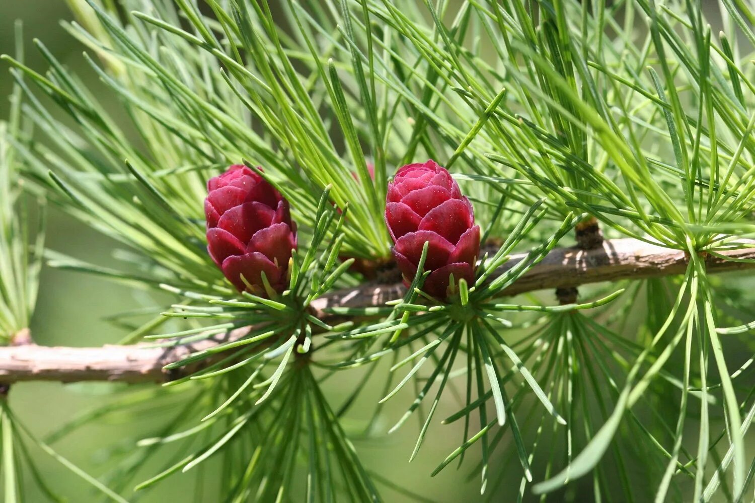 Лиственница Сибирская Larix sibirica. Лиственница американская Larix laricina. Лиственница Даурская. Лиственница Гмелина Даурская.