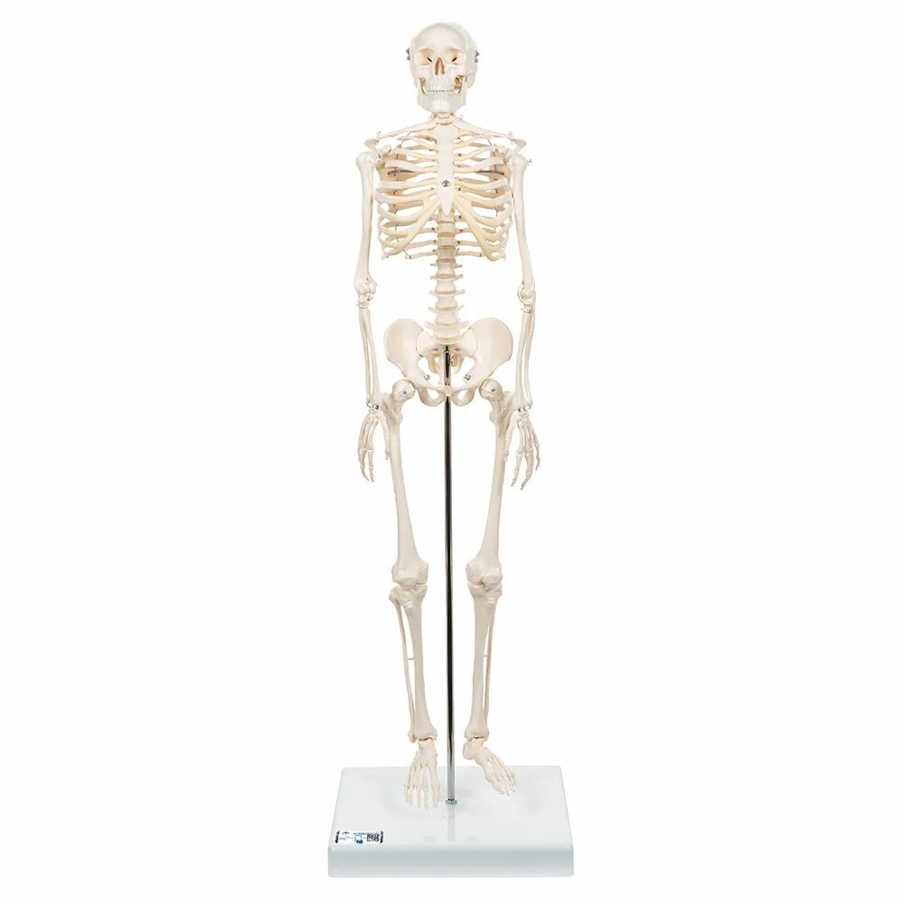 Анатомическая модель скелета m33/1. Резиновый скелет. Во что одеть скелета. Мини скелет. Skillful 3