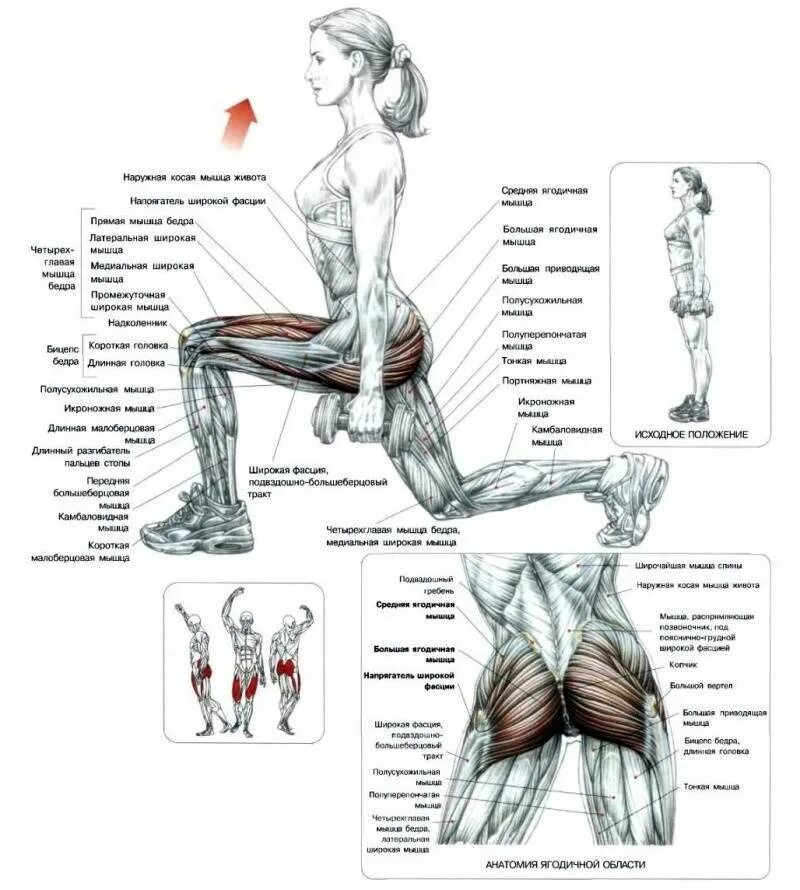 Изолированные упражнения на ягодичные мышцы. Упражнения для малой мышцы малой ягодичной мышцы. Упражнения для ягодиц в тренажерном зале анатомия. Ягодичный мост техника мышцы. Упражнения для ягодичных мышц.