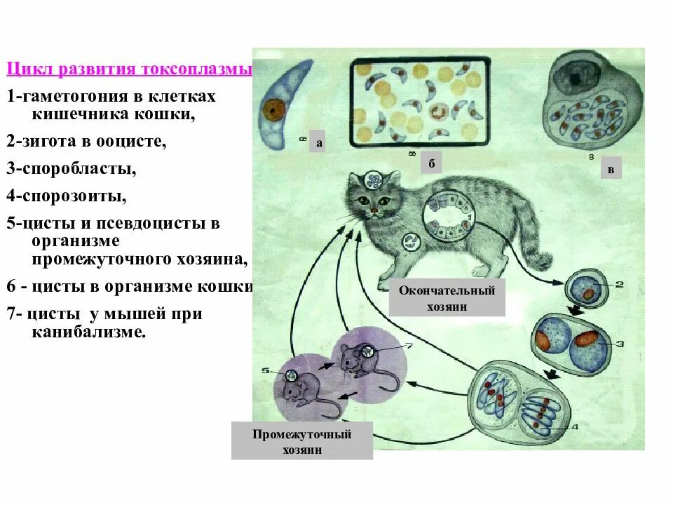 Стадии жизненного цикла цисты. Токсоплазма цикл развития схема. Стадии жизненного цикла токсоплазмы. Цикл развития токсоплазмы схема. Жизненный цикл токсоплазмы схема кратко.