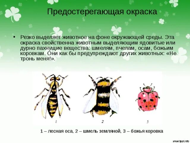 Предупреждающие окраски животных. Предупреждающие окраски животных