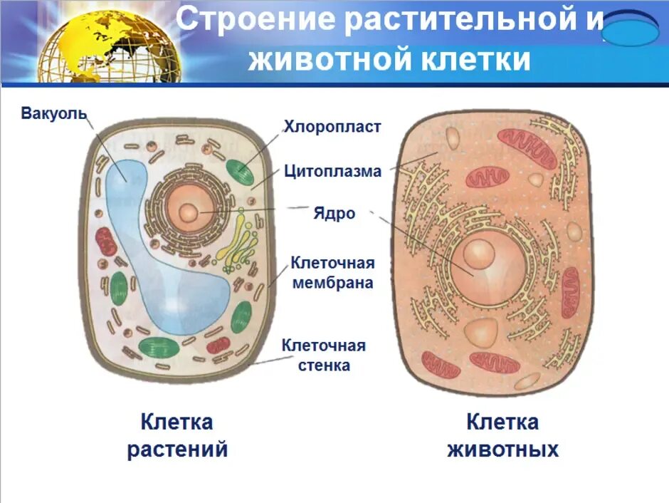 Строение растительной и животной клетки 5 класс. Строение растительной и животной клетки 5 класс биология. Клетка животного и растения 5 класс биология. Строение растительной клетки и животной клетки 5 класс биология.