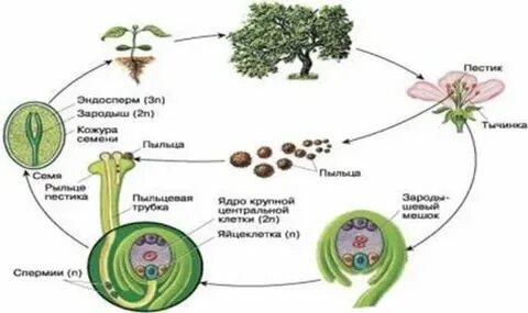 Покрытосеменные диплоидные
