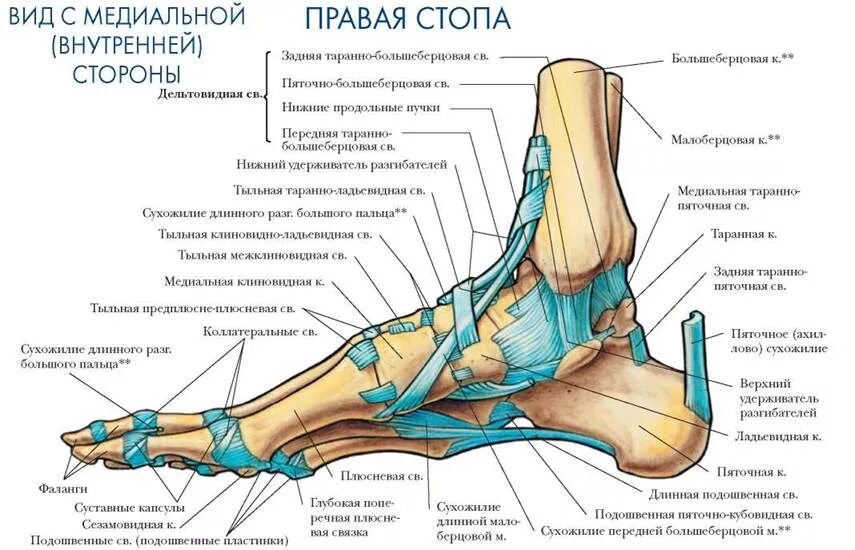 Голеностопный сустав это. Голеностоп сустав строение анатомия. Суставы голеностопа анатомия. Анатомия стопы человека мышцы и связки. Строение стопы кости и суставы.