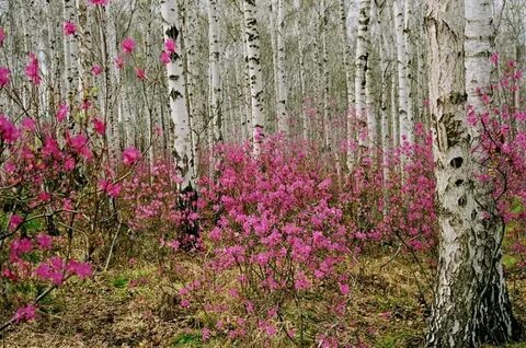 В лесу рос куст